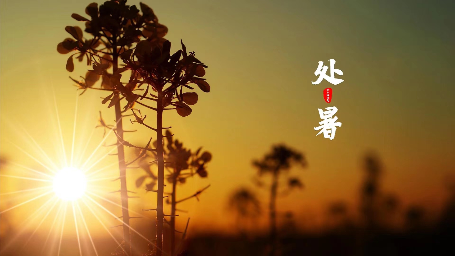 處暑 | 熱熟谷，粒實鼓